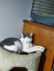 Lost Male Cat last seen Ridgemoor/Murrieta Rd, Menifee, CA 92586