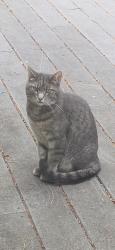 Found/Stray Unknown Cat last seen Heather Highlands, Lake Holm, WA 98092