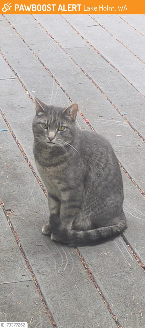Found/Stray Unknown Cat last seen Heather Highlands, Lake Holm, WA 98092