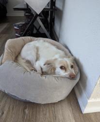 Reunited Male Dog last seen Commerce St, Euless, TX 76040, EE. UU., Euless, TX 76040