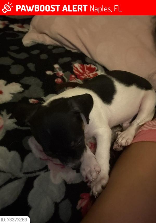 Lost Male Dog last seen Near laurel ridge Naples Florida 34116, Naples, FL 34102