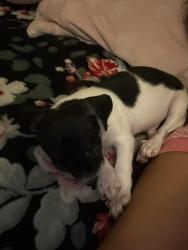 Lost Male Dog last seen Near laurel ridge Naples Florida 34116, Naples, FL 34102