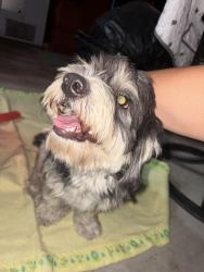 Found/Stray Male Dog last seen Niles and Fairfax, Bakersfield, CA 93307