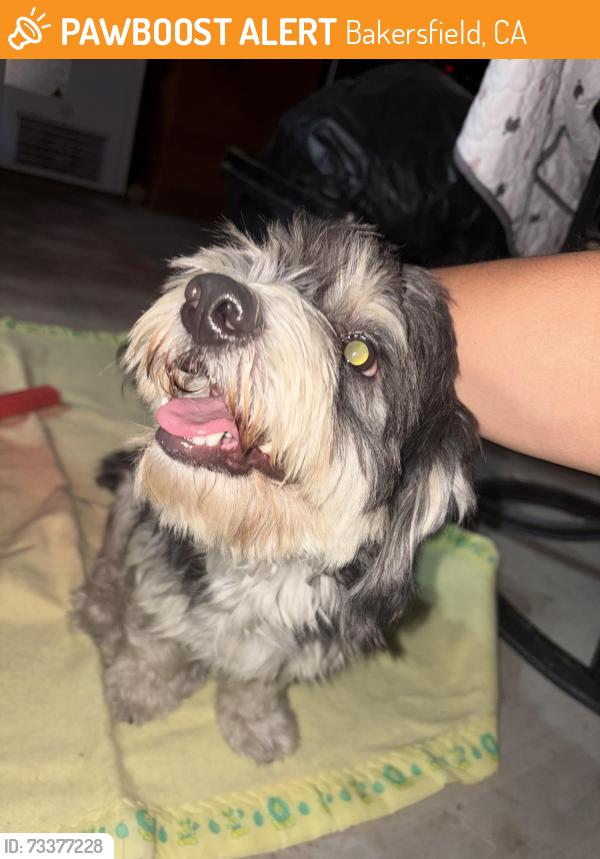 Found/Stray Male Dog last seen Niles and Fairfax, Bakersfield, CA 93307