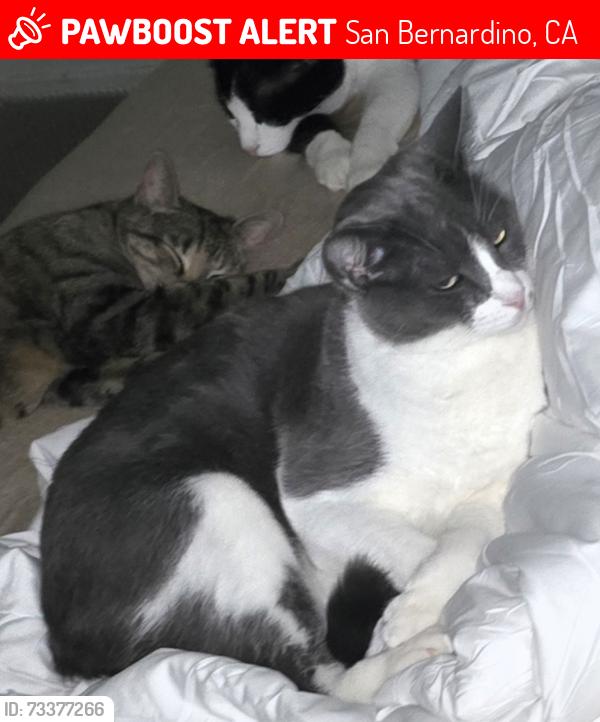 Lost Male Cat last seen Elm ave, San Bernardino, CA 92404