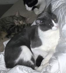 Lost Male Cat last seen Elm ave, San Bernardino, CA 92404