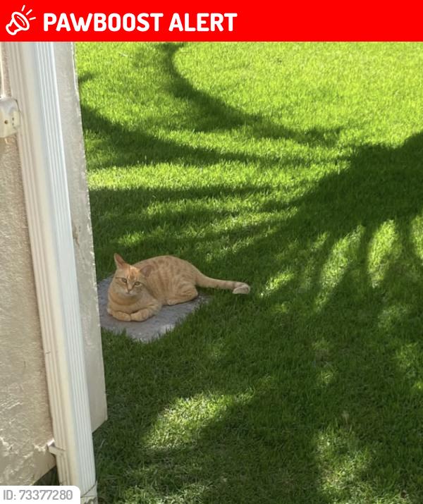 Lost Female Cat last seen Ponte, casa contêiner, São Pedro de Alcântara, SC 88125-000
