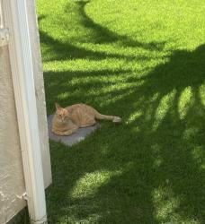 Lost Female Cat last seen Ponte, casa contêiner, São Pedro de Alcântara, SC 88125-000