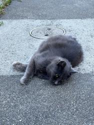 Found/Stray Unknown Cat last seen near Balboa Park Bart Station, San Francisco, CA 94112