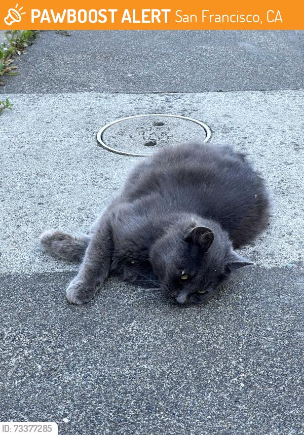 Found/Stray Unknown Cat last seen near Balboa Park Bart Station, San Francisco, CA 94112