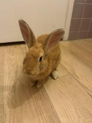 Found/Stray Unknown Rabbit last seen Arthur st and N 17th ave, Hollywood, FL 33021