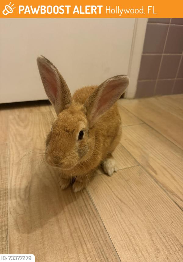 Found/Stray Unknown Rabbit last seen Arthur st and N 17th ave, Hollywood, FL 33021