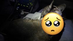 Reunited Male Dog last seen Perris, CA, USA, Perris, CA 92572