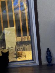 Found/Stray Male Cat last seen Hangs out on porches around neighborhood, San Antonio, TX 78223
