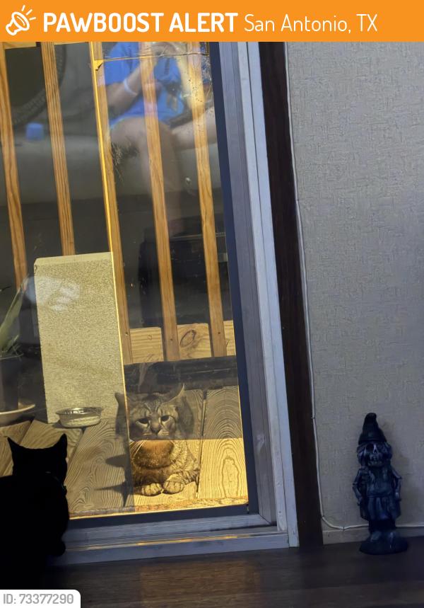 Found/Stray Male Cat last seen Hangs out on porches around neighborhood, San Antonio, TX 78223