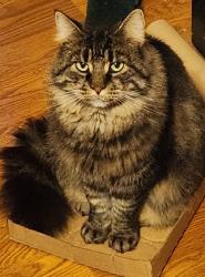 Lost Male Cat last seen Tyler Park, Arby's, behind 421 Vape, Dunn, NC 28334