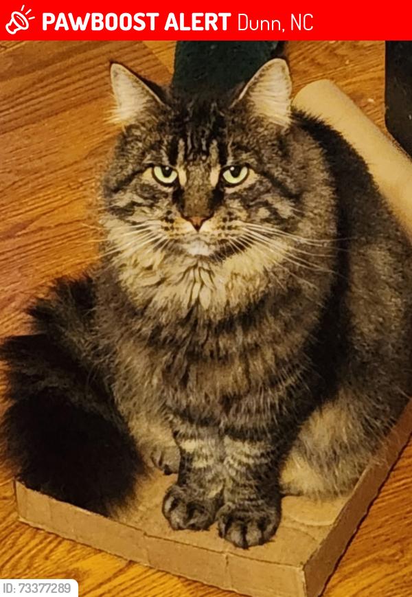 Lost Male Cat last seen Tyler Park, Arby's, behind 421 Vape, Dunn, NC 28334