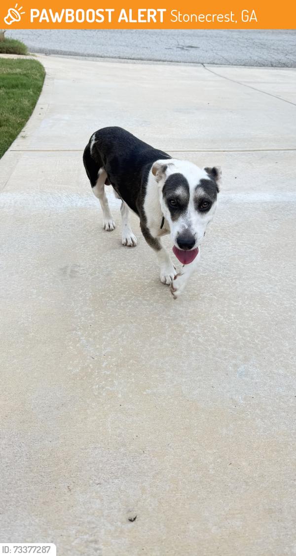 Found/Stray Male Dog last seen Dogwood Farms, Stonecrest, GA 30038