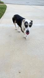 Found/Stray Male Dog last seen Dogwood Farms, Stonecrest, GA 30038