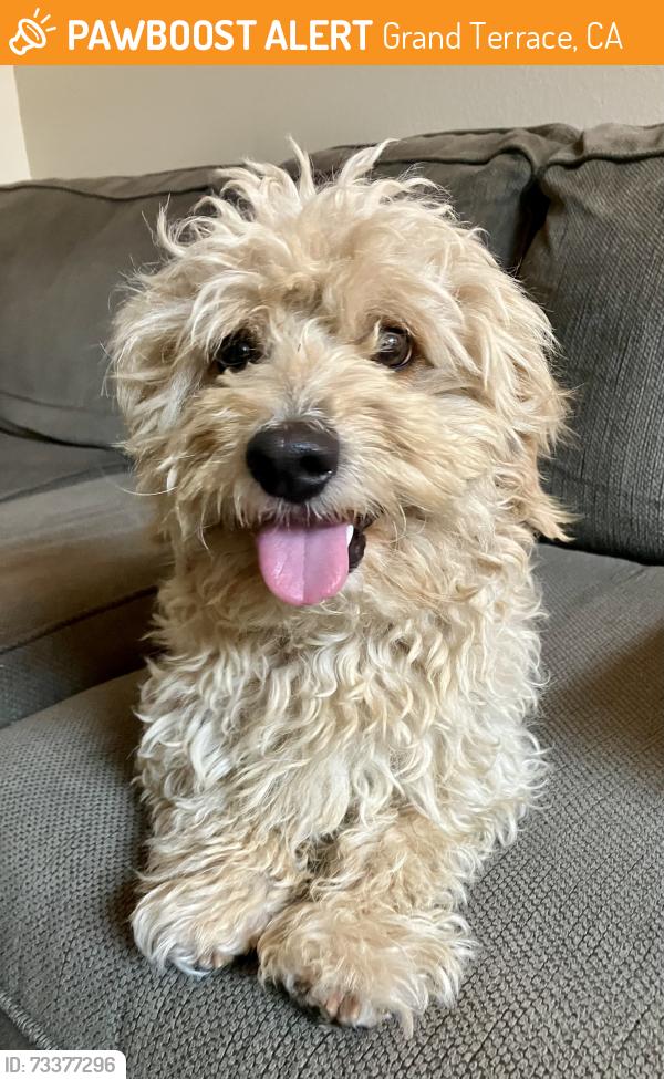 Found/Stray Male Dog last seen Near the Azure church at Barton & Palm Ave, Grand Terrace, Grand Terrace, CA 92313