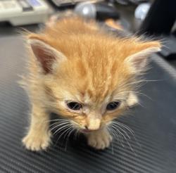 Shelter Stray Male Cat last seen Near Doral Cir, 30360, GA, 3280 Chamblee Dunwoody Rd, Chamblee, GA 30341, USA