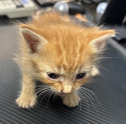 Shelter Stray Male Cat last seen Near Doral Cir, 30360, GA, 3280 Chamblee Dunwoody Rd, Chamblee, GA 30341, USA