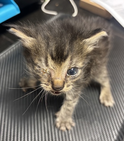 Shelter Stray Male Cat last seen Near Doral Cir, 30360, GA, 3280 Chamblee Dunwoody Rd, Chamblee, GA 30341, USA