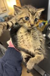 Shelter Stray Male Cat last seen Near Doral Cir, 30360, GA, 3280 Chamblee Dunwoody Rd, Chamblee, GA 30341, USA