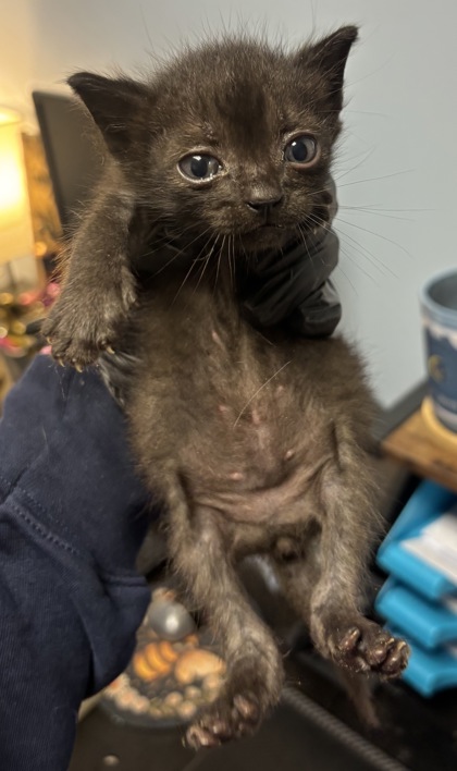 Shelter Stray Female Cat last seen Near Doral Cir, 30360, GA, 3280 Chamblee Dunwoody Rd, Chamblee, GA 30341, USA