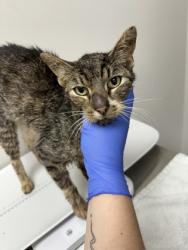 Shelter Stray Male Cat last seen Near CHASE DR, Rancho Cordova, CA, 6201 Florin Perkins Rd, Sacramento, CA 95828, USA