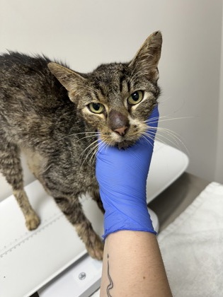 Shelter Stray Male Cat last seen Near CHASE DR, Rancho Cordova, CA, 6201 Florin Perkins Rd, Sacramento, CA 95828, USA