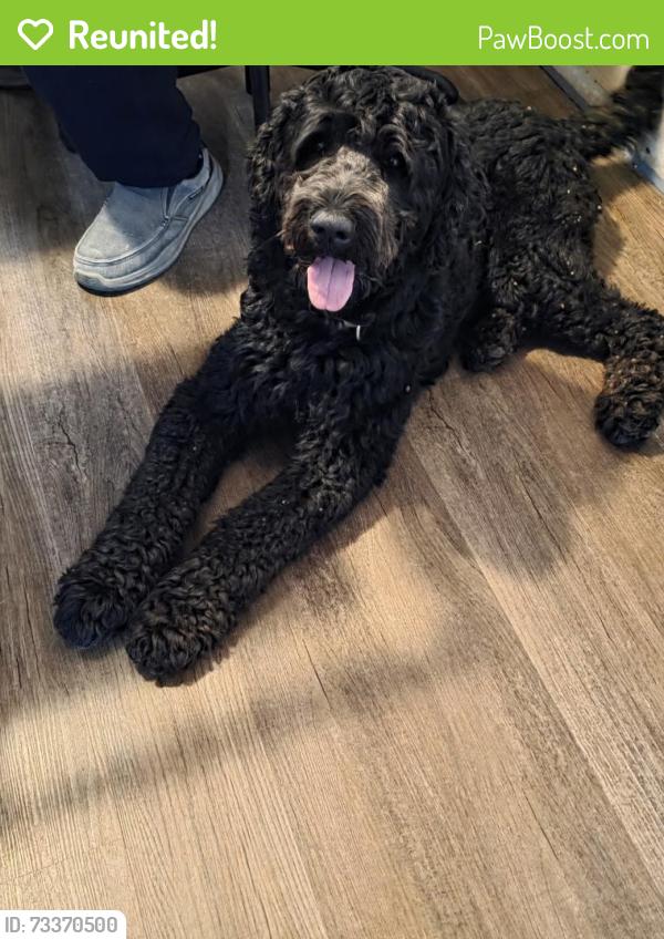 Reunited Male Dog last seen Larkspur & Oleander Grape Creek Texas, Grape Creek, TX 76901
