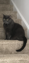 Lost Male Cat last seen HOLIDAY CITY, Monroe, NJ 08094