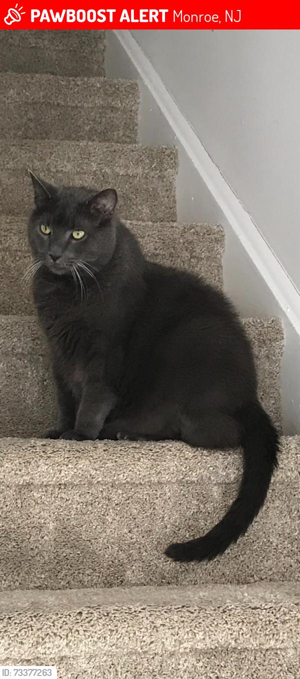 Lost Male Cat last seen HOLIDAY CITY, Monroe, NJ 08094