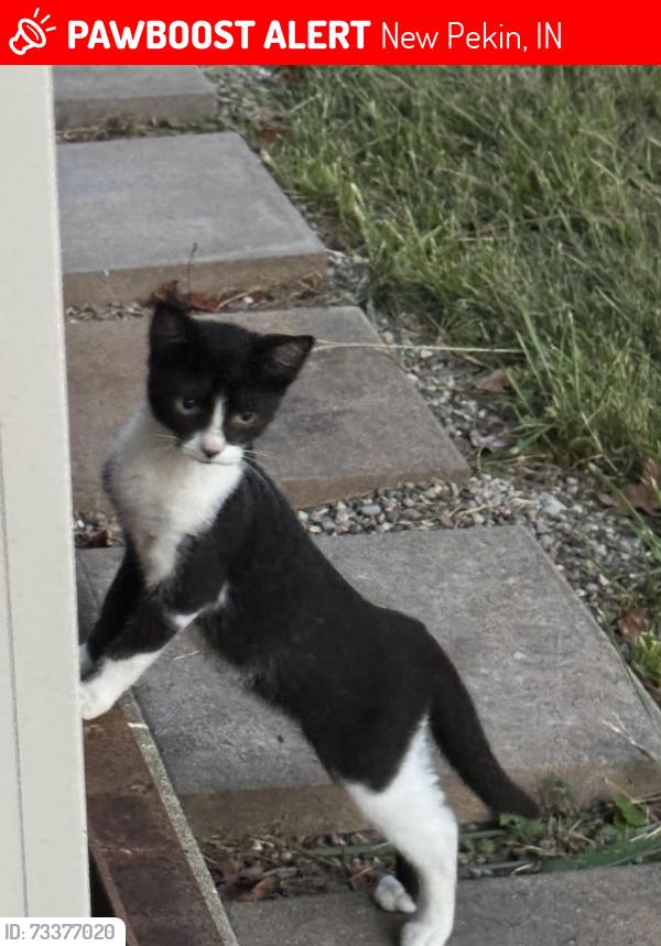 Lost Female Cat last seen Hwy 150 and Snyder Chapel and Palmyra, New Pekin, IN 47165
