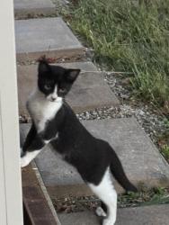 Lost Female Cat last seen Hwy 150 and Snyder Chapel and Palmyra, New Pekin, IN 47165