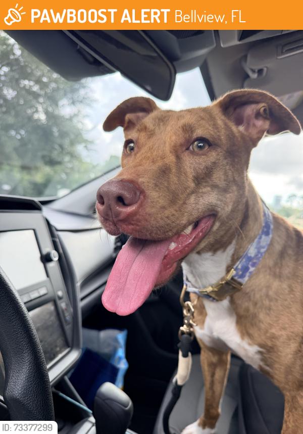 Found/Stray Female Dog last seen Glendora St & Coronado Dr, Bellview, FL 32526