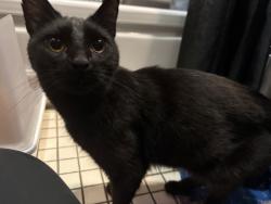 Found/Stray Female Cat last seen Washington Ave, Albany, CA 94706