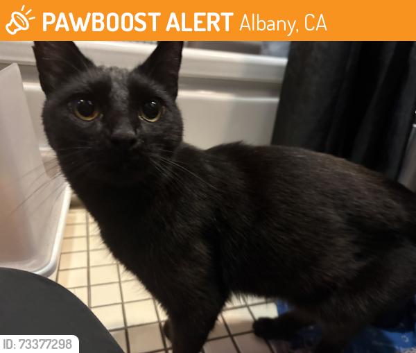 Found/Stray Female Cat last seen Washington Ave, Albany, CA 94706
