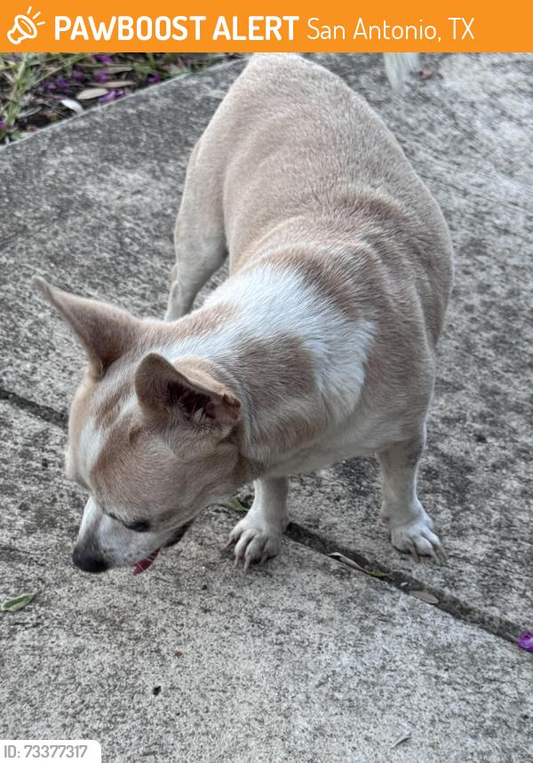 Found/Stray Male Dog last seen Northeast crossing, San Antonio, TX 78218