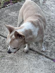 Found/Stray Male Dog last seen Northeast crossing, San Antonio, TX 78218