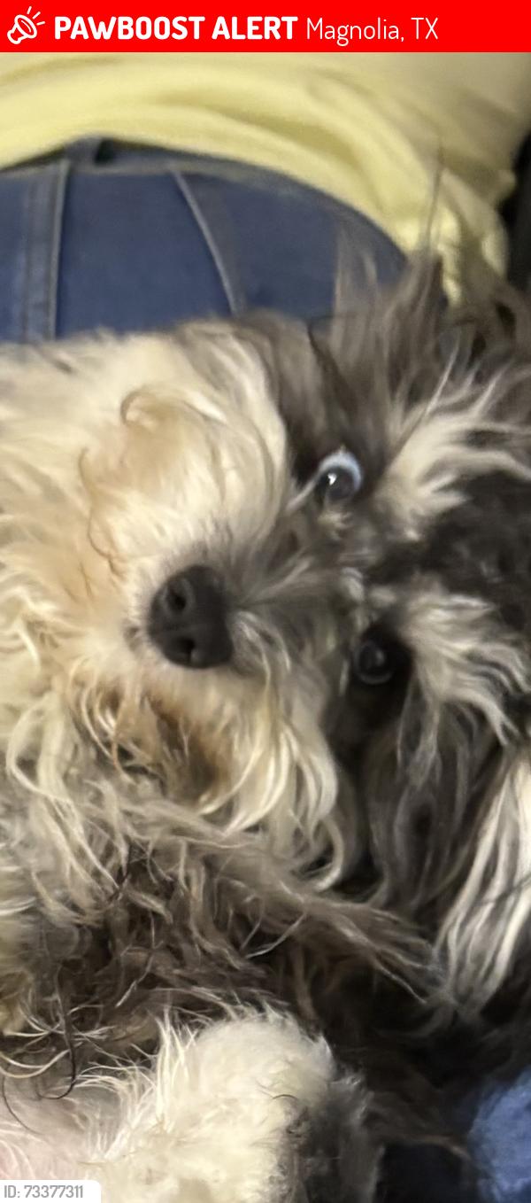 Lost Female Dog last seen Stonehaven & Aberdeen, Magnolia, TX 77354