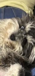 Lost Female Dog last seen Stonehaven & Aberdeen, Magnolia, TX 77354