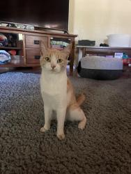 Lost Female Cat last seen Hemlock and Orchard, Vacaville, CA 95688