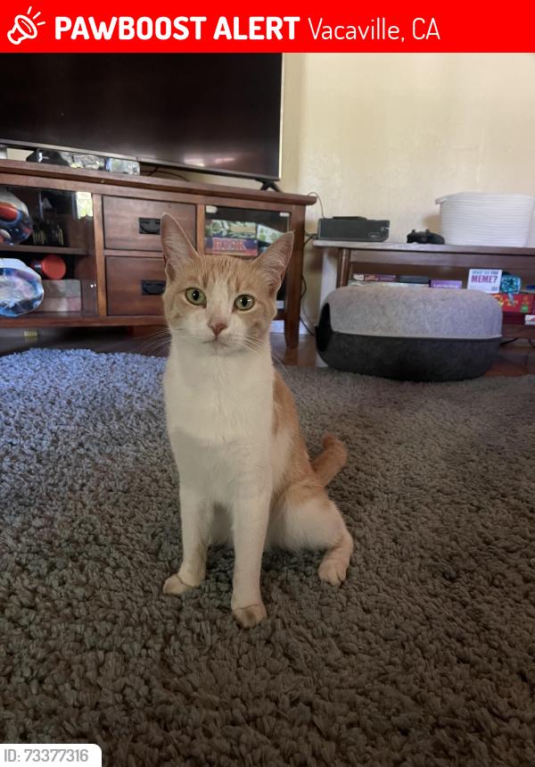 Lost Female Cat last seen Hemlock and Orchard, Vacaville, CA 95688