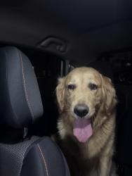 Reunited Male Dog last seen Shelly Way, Riverside, CA 92503