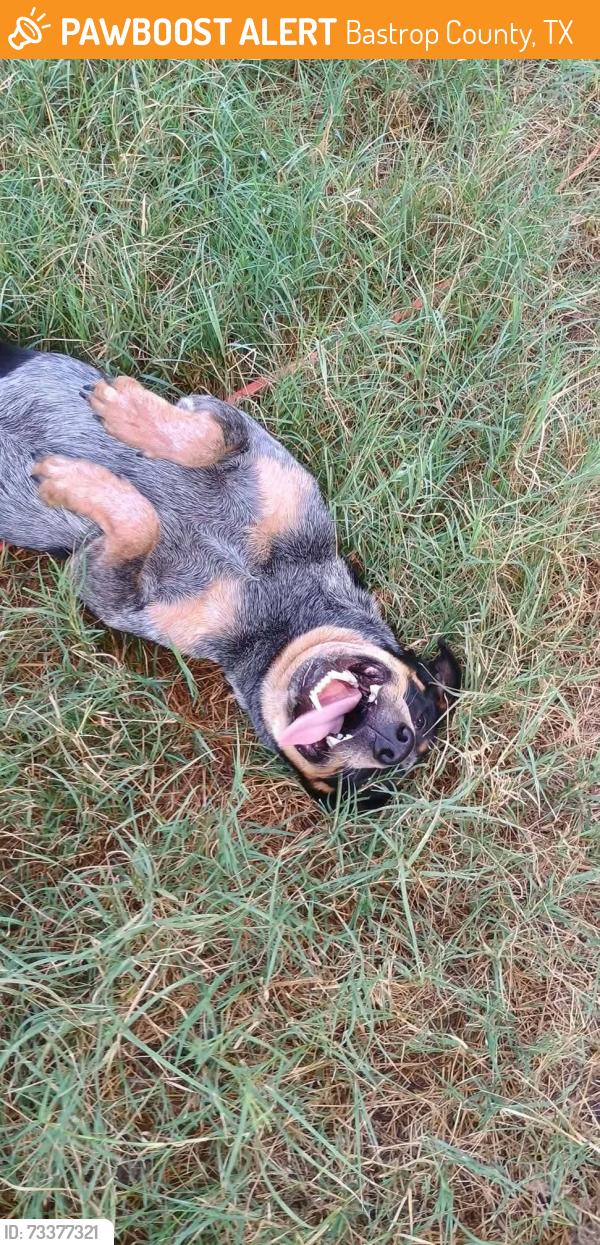 Found/Stray Female Dog last seen Sandhills Rd, Bastrop County, TX 78662