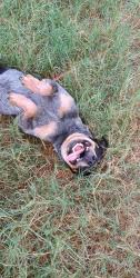 Found/Stray Female Dog last seen Sandhills Rd, Bastrop County, TX 78662