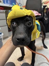 Shelter Stray Female Dog last seen Near Cross Bronx Expressway, BRONX, NY, 10457, 326 E 110th St, New York, NY 10029, USA