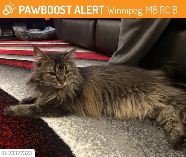 Found/Stray Unknown Cat last seen Mcmeans avenue east, Winnipeg, MB R2C 4B4